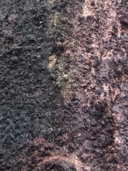 Ponerinae