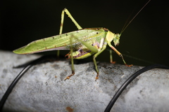 Ephippitytha trigintiduoguttata