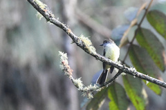 Myiarchus cephalotes