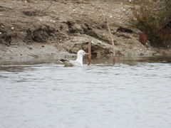 Chroicocephalus genei