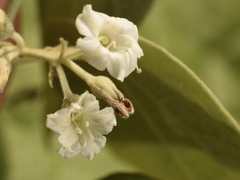 Poranopsis discifera