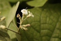 Poranopsis discifera