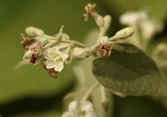 Poranopsis discifera