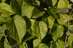 Poranopsis discifera