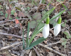 Galanthus
