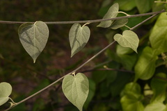 Poranopsis discifera