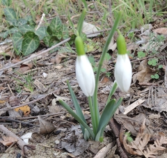 Galanthus