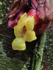 Drymonia coccinea