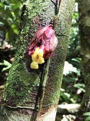 Drymonia coccinea