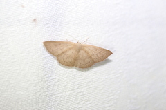 Cyclophora