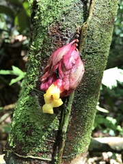 Drymonia coccinea