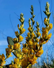 Anthyllis cytisoides