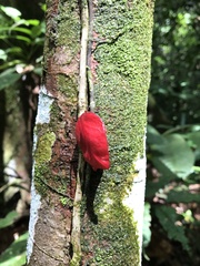 Drymonia coccinea