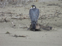 Falco peregrinus