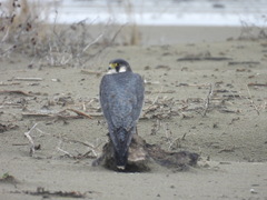 Falco peregrinus