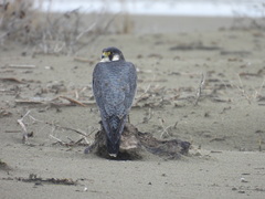 Falco peregrinus