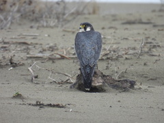 Falco peregrinus