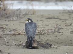 Falco peregrinus