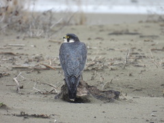 Falco peregrinus