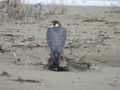 Falco peregrinus