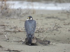 Falco peregrinus