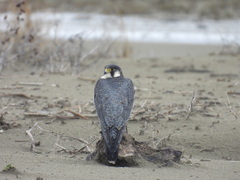 Falco peregrinus