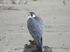 Falco peregrinus