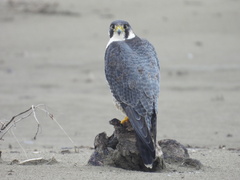 Falco peregrinus