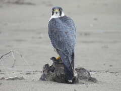 Falco peregrinus