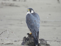 Falco peregrinus