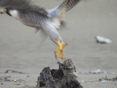 Falco peregrinus