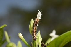 Orvasca subnotata