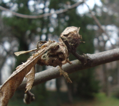 Dryocosmus kuriphilus