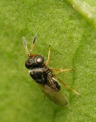 Scelioninae