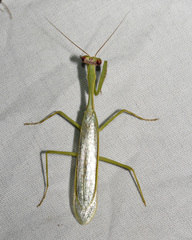 Parastagmatoptera