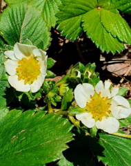 Fragaria × ananassa