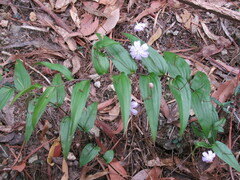 Tripladenia cunninghamii
