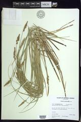 Carex sartwellii