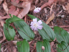 Tripladenia cunninghamii