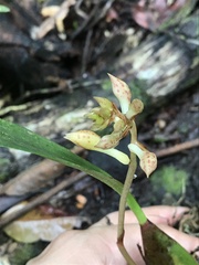 Bifrenaria longicornis