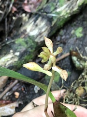 Bifrenaria longicornis
