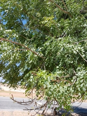 Sclerocarya birrea