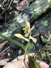Bifrenaria longicornis