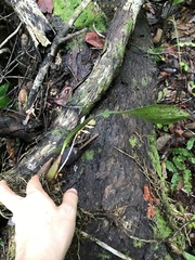 Bifrenaria longicornis