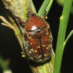 Euphoria leucographa
