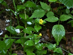 Lysimachia nemorum