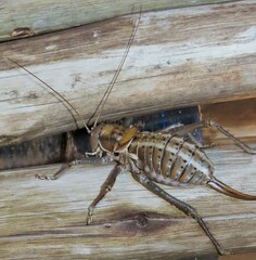 Hetrodes pupus