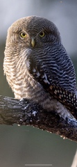 Glaucidium radiatum