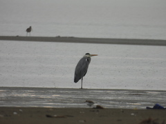 Ardea cinerea