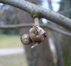 Dryocosmus kuriphilus